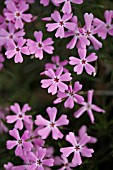 PHLOX LONGIFOLIA