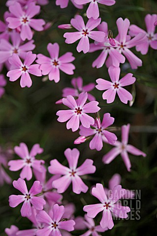 PHLOX_LONGIFOLIA