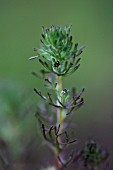 TRIPHYSARIA PUSILLA (ORTHOCARPUS PUSILLUS)