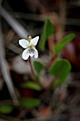 VIOLA PRIMULIFOLIA SSP. OCCIDENTALIS