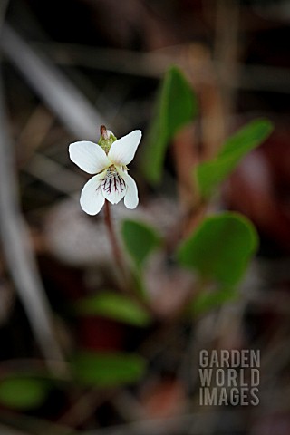 VIOLA_PRIMULIFOLIA_SSP_OCCIDENTALIS