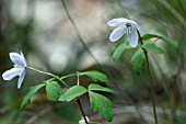 ANEMONE LYALII