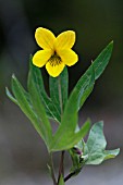 VIOLA LOBATA SSP. LOBATA