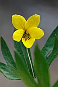 VIOLA LOBATA SSP. LOBATA