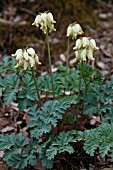 DICENTRA FORMOSA SSP. OREGANA