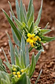 LITHOSPERMUM CALIFORNICUM