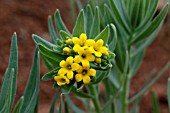 LITHOSPERMUM CALIFORNICUM