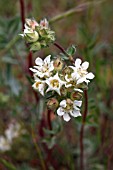 HORKELIA DAUCIFOLIA