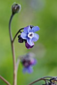 CYNOGLOSSUM GRANDE