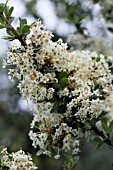 CEANOTHUS CUNEATUS