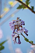 PAULOWNIA TOMENTOSA