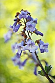 PAULOWNIA TOMENTOSA