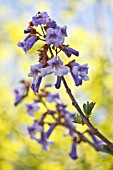 PAULOWNIA TOMENTOSA