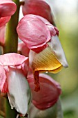 ALPINIA LATILABRYATH