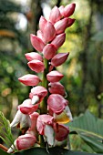 ALPINIA LATILABRYATH