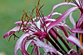 CRINUM PROCERUM VAR. SPLENDENS