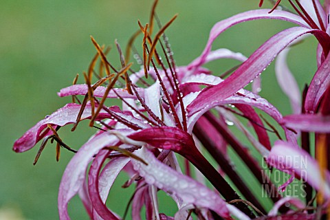 CRINUM_PROCERUM_VAR_SPLENDENS