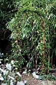 TRACHELOSPERMUM JASMINOIDES GROWING ON METAL ARBOR