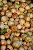 PHYSALIS PHILADELPHICA TOMATILLO