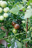 SOLANUM LYCOPERSICUM CHOCOLATE CHERRY