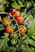 SOLANUM LYCOPERSICUM SWEET MILLION