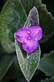 TRADESCANTIA SILLAMONTANA