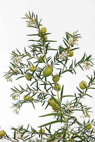 GOMPHOCARPUS_PHYSOCARPUS