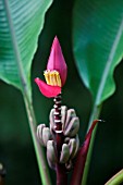 MUSA ORNATA AFRICAN RED