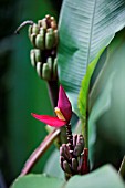 MUSA ORNATA AFRICAN RED