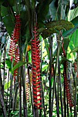 HELICONIA LONGISSIMA RED WINGS