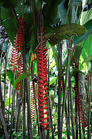 HELICONIA_LONGISSIMA_RED_WINGS
