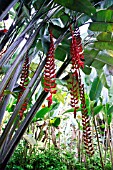 HELICONIA LONGISSIMA RED WINGS
