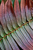 BLECHNUM VESTITUM