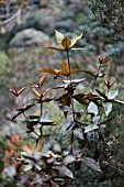 RHODODENDRON FALLACIANUM