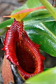 NEPENTHES X KINABALUENSIS