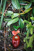 NEPENTHES VILLOSA