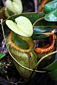 NEPENTHES VILLOSA