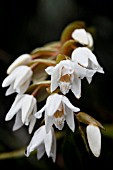 COELOGYNE PAPILLOSA