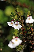 EUPHRASIA BORNEENSIS