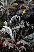 POTENTILLA BORNEENSIS