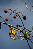 COCHLOSPERMUM RELIGIOSUM