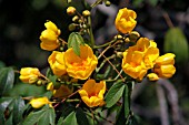 COCHLOSPERMUM RELIGIOSUM