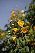 COCHLOSPERMUM RELIGIOSUM