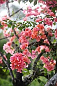 BOUGAINVILLEA GLABRA DARK PINK