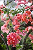 BOUGAINVILLEA GLABRA DARK PINK