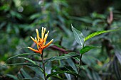 HELICONIA LONGIFLORA