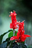 RUELLIA CHARTACEA