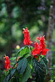 RUELLIA CHARTACEA