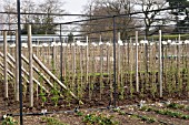 TRAINED FRUIT AT THE RHS WISLEY ORCHARD SURREY