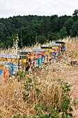 COLOURFUL BEEHIVES ON HILLSIDE